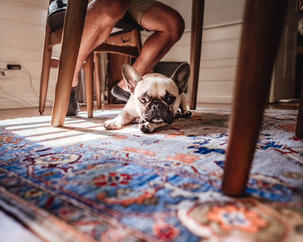 How Do You Remove Pet Urine from a Persian Rug